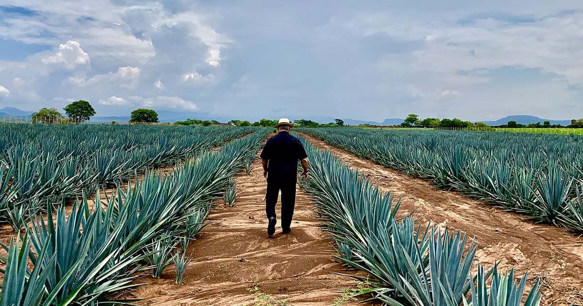 123 Organic Tequila