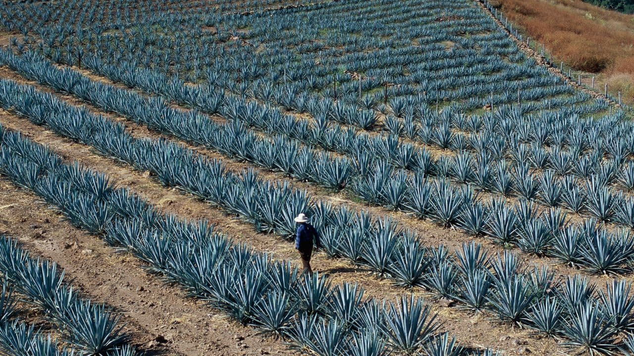 Ágatha Tequila