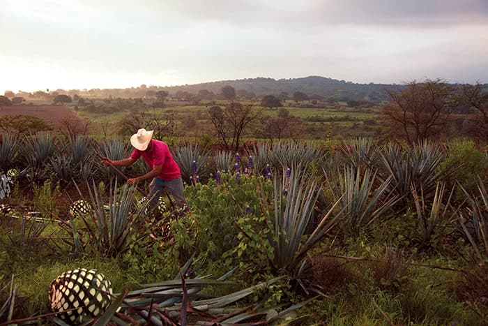 Agave Trails