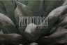 Pechotierra