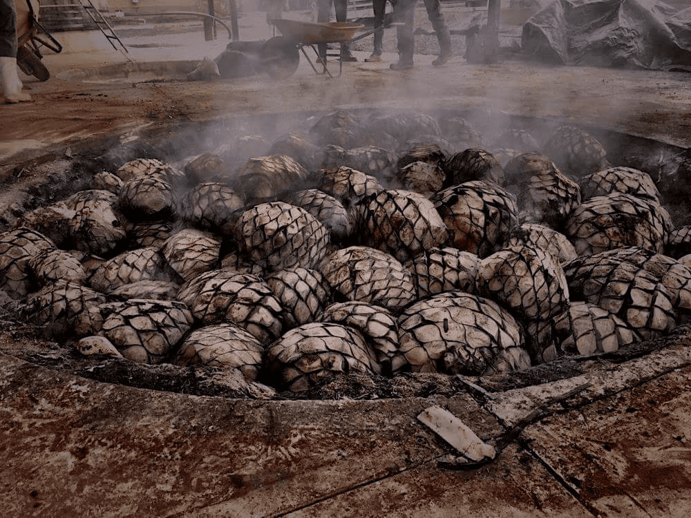Agave culture 1