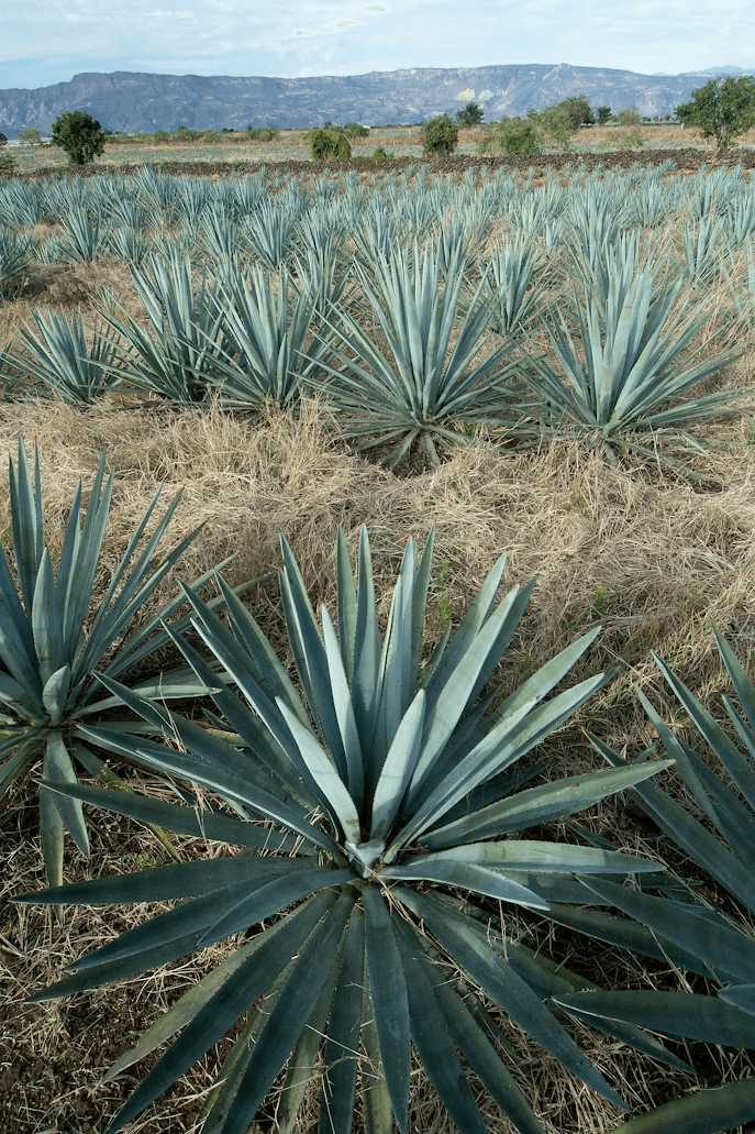 Agave culture 3