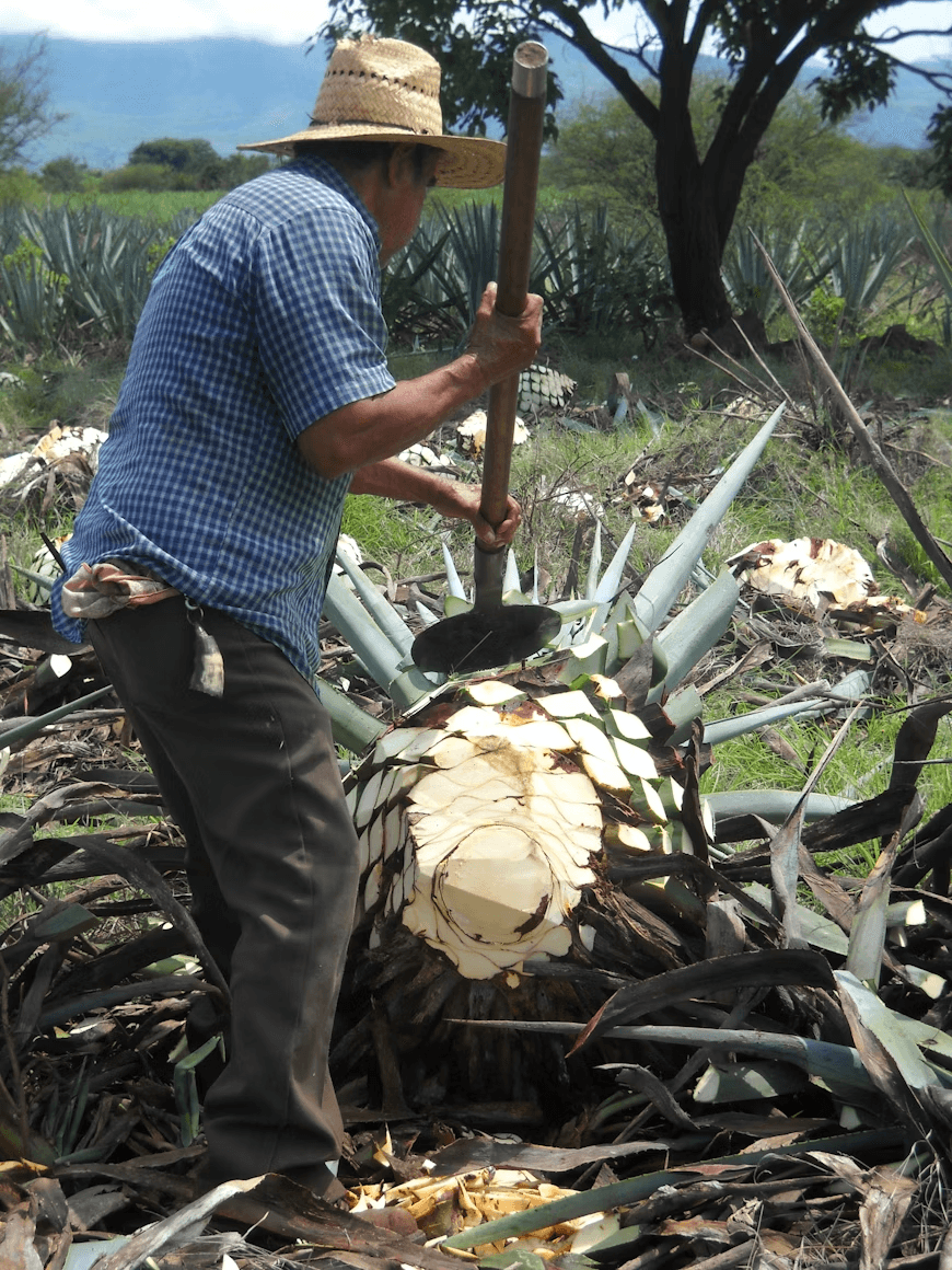 Agave culture 4