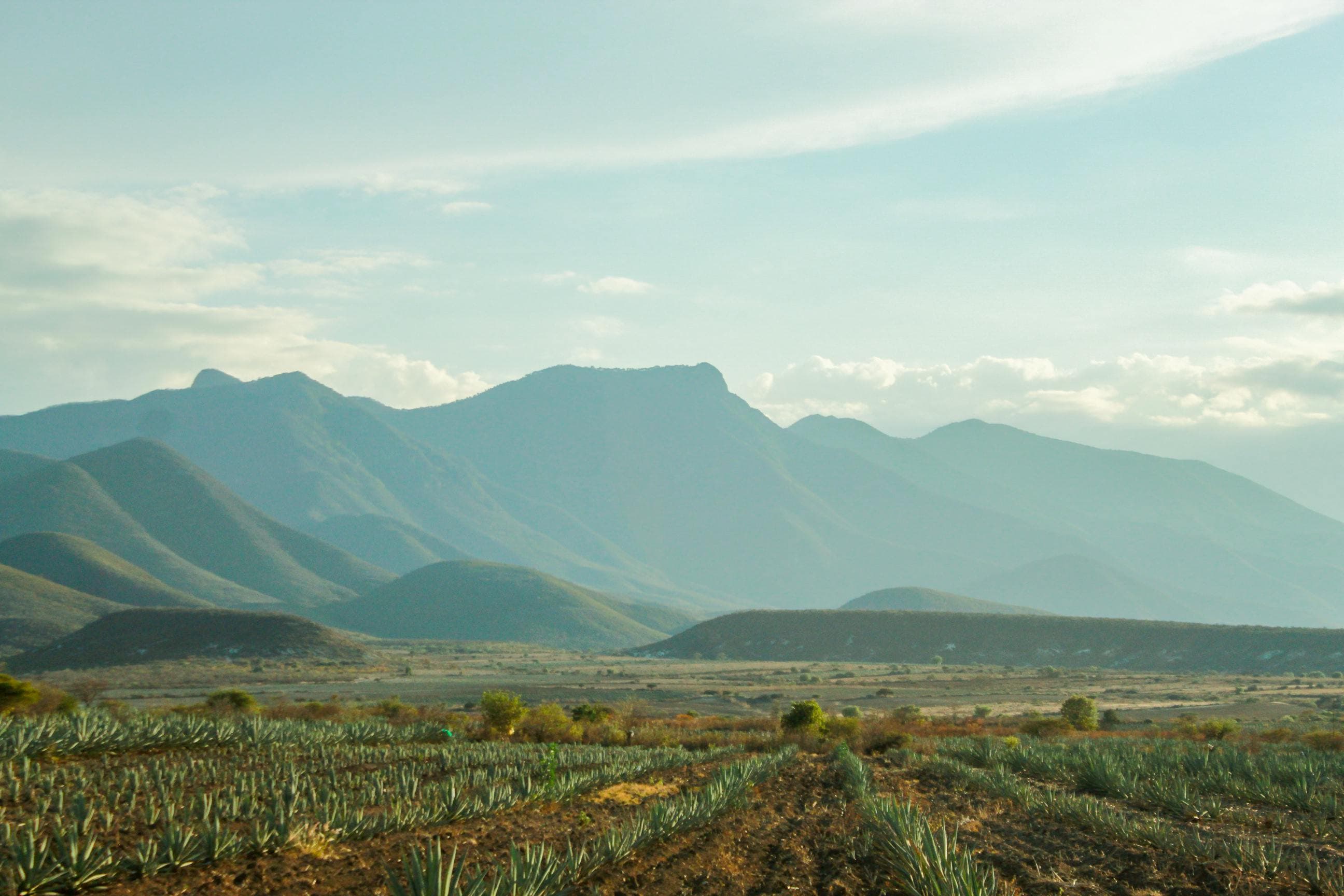 Agave landscape with mountains